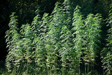 قانون القنّب يتعطل خمس سنوات.. والدولة تلامس فخ «شراء المحصول غير الشرعي»