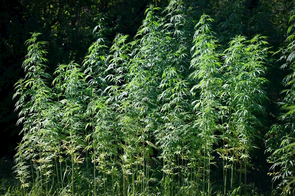 قانون القنّب يتعطل خمس سنوات.. والدولة تلامس فخ «شراء المحصول غير الشرعي»