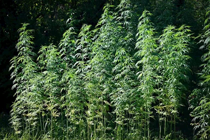 قانون القنّب يتعطل خمس سنوات.. والدولة تلامس فخ «شراء المحصول غير الشرعي»